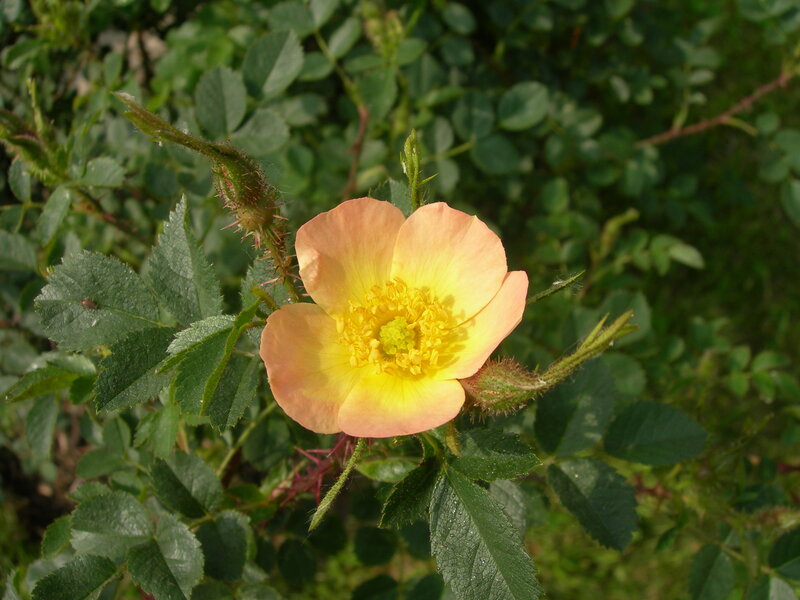 Single Peach Rose Flower — Natural