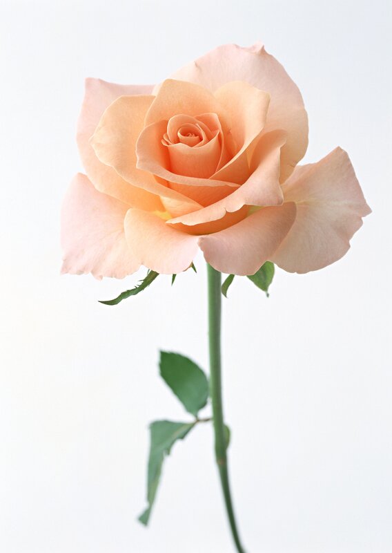 single peach rose flower