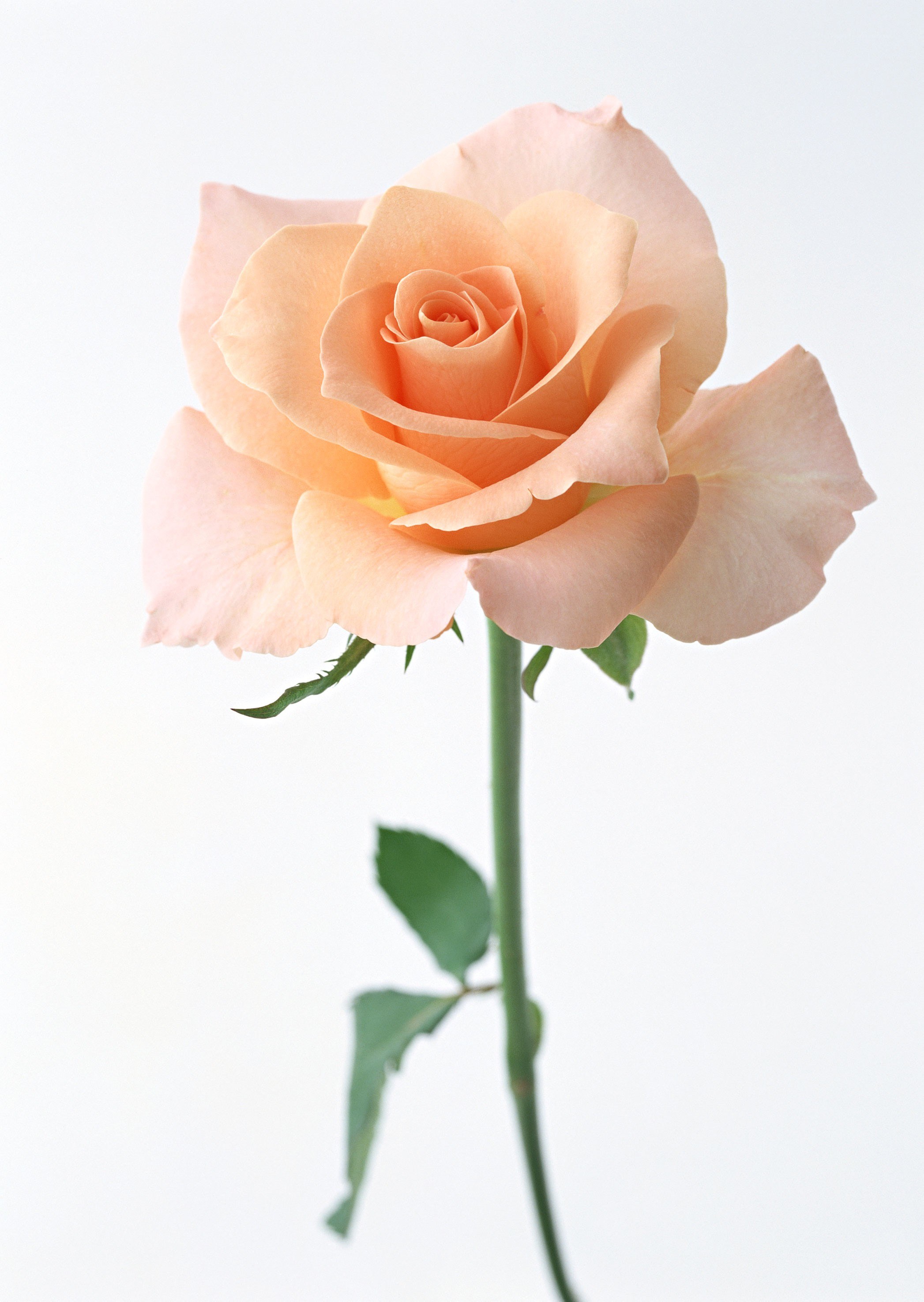 single peach rose flower