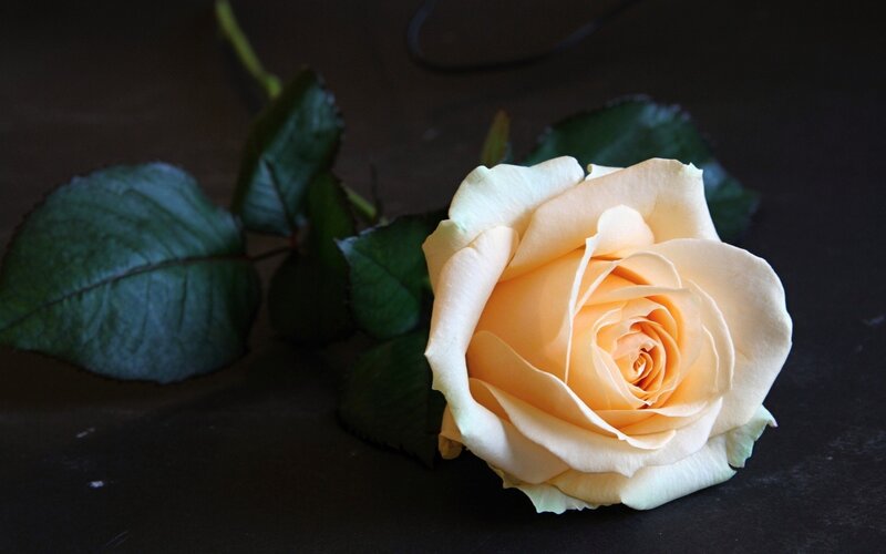 single peach rose on dark surface
