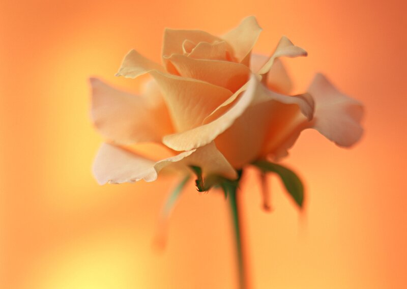 single peach rose on orange