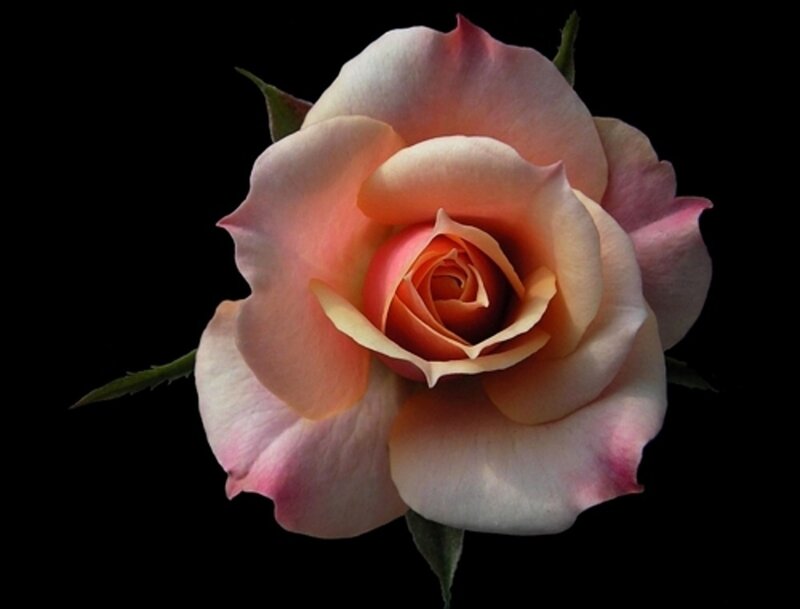 Single Peach Rose — Pink