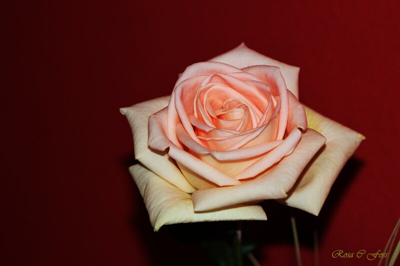 Single Peach Rose — Red