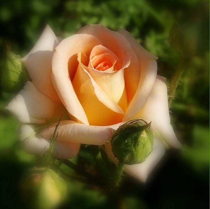 Single Peach Rose — Serene, Afternoon, Photograph, Buds