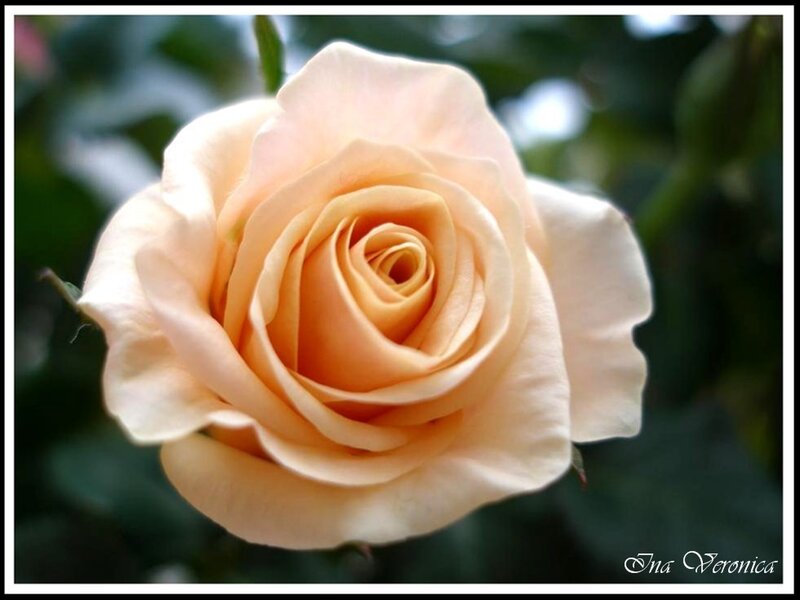 Single Peach Rose — Serene, Afternoon, Photograph, Green Leaves