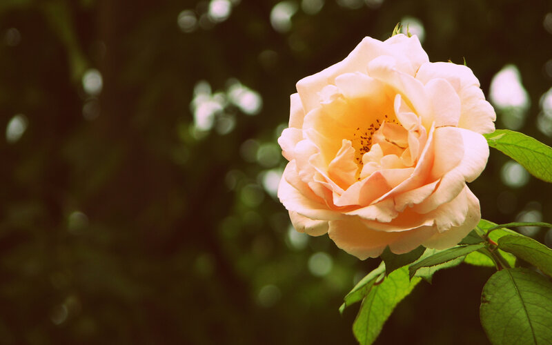 Single Peach Rose — Serene, Afternoon, Photograph