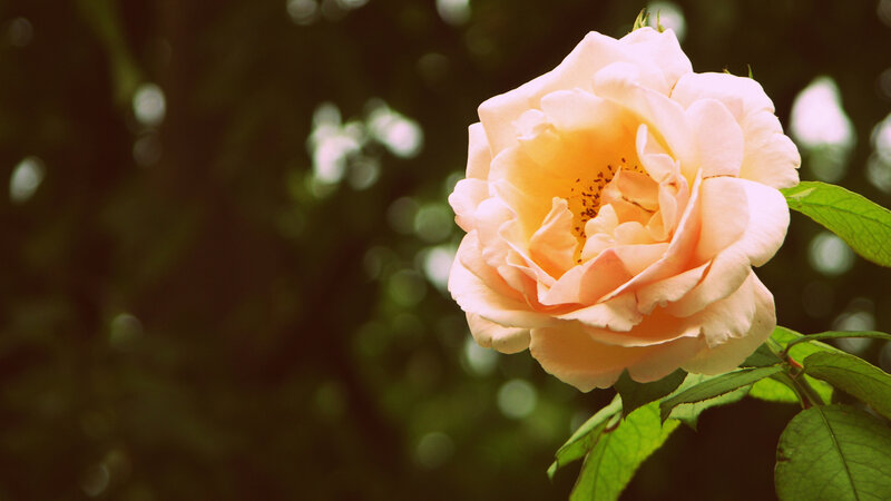 Single Peach Rose — Serene, Afternoon