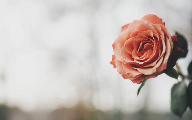 Single Peach Rose — Serene, Photograph, Leaf