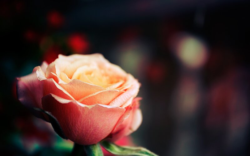 Single Peach Rose — Serene, Photograph, Petals, Stem