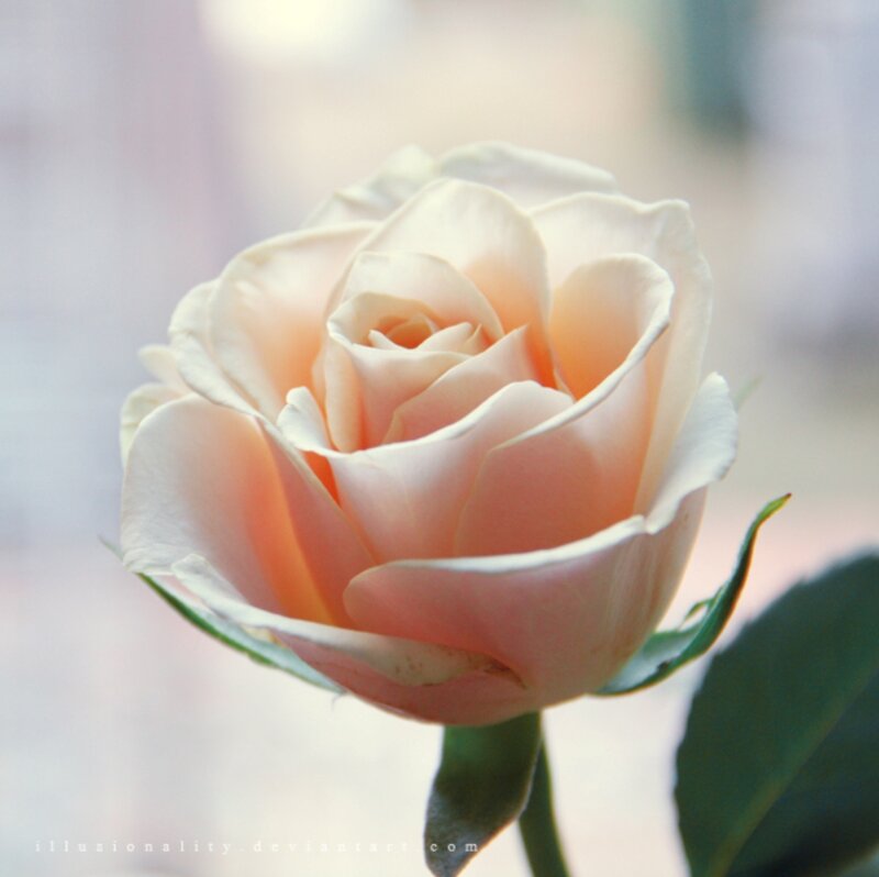 Single Peach Rose — Serene, Photograph, Stem