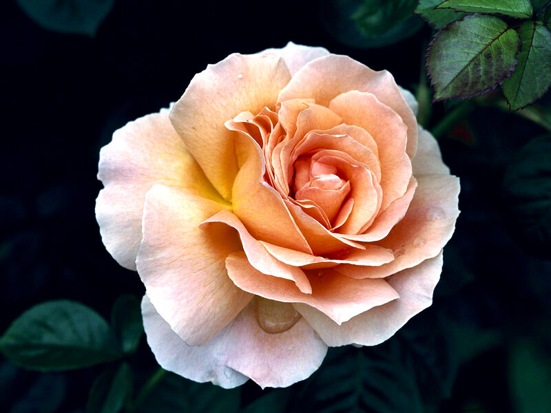 Single Peach Rose — Serene, Photograph