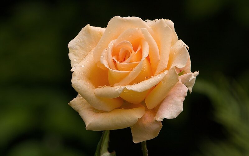 Single Peach Rose — Serene, Photograph, Water Droplets