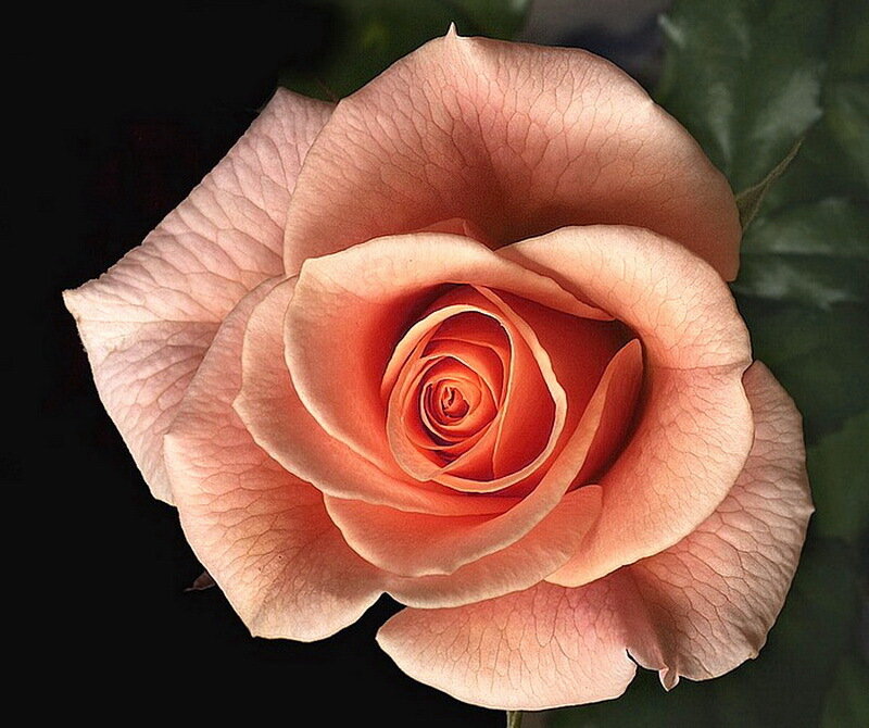 Single Peach Rose — Serene