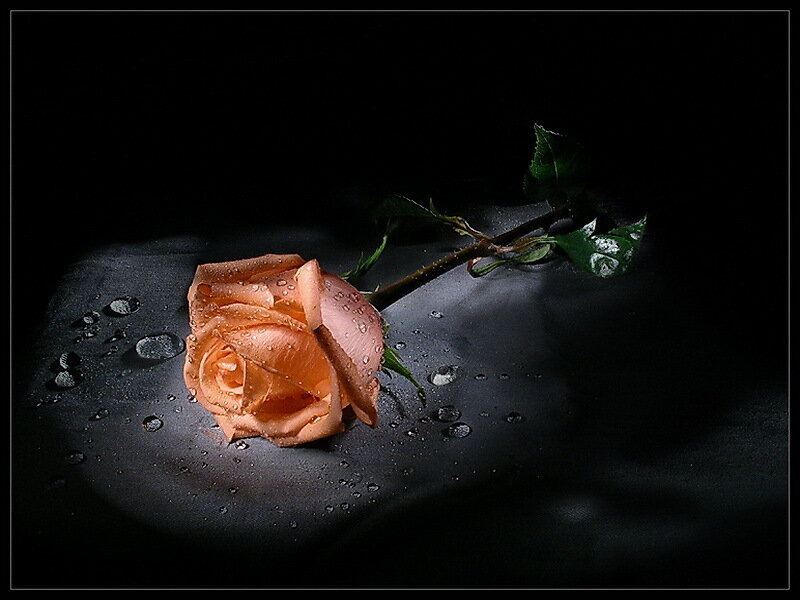 Single Peach Rose