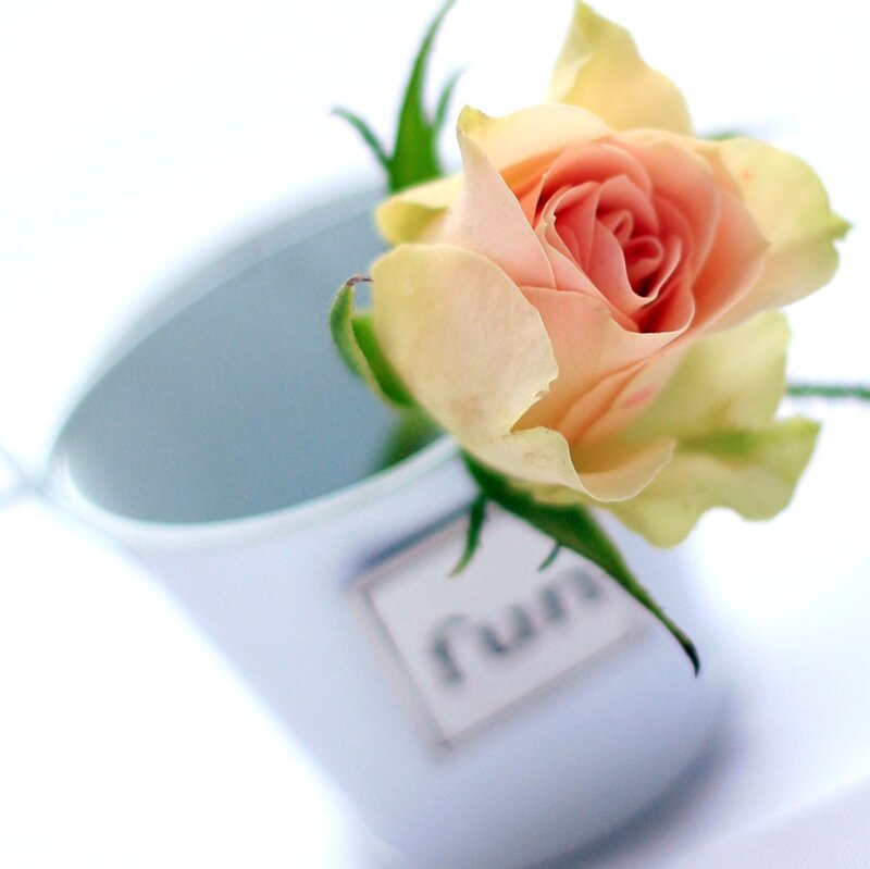 Single Peach Rose — White