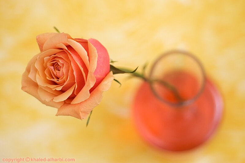 Single Peach Rose — Yellow