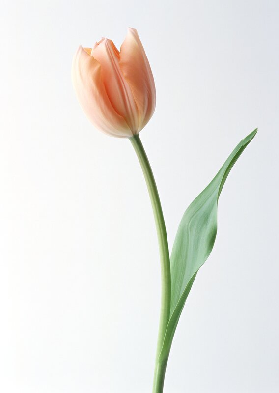 single peach tulip flower