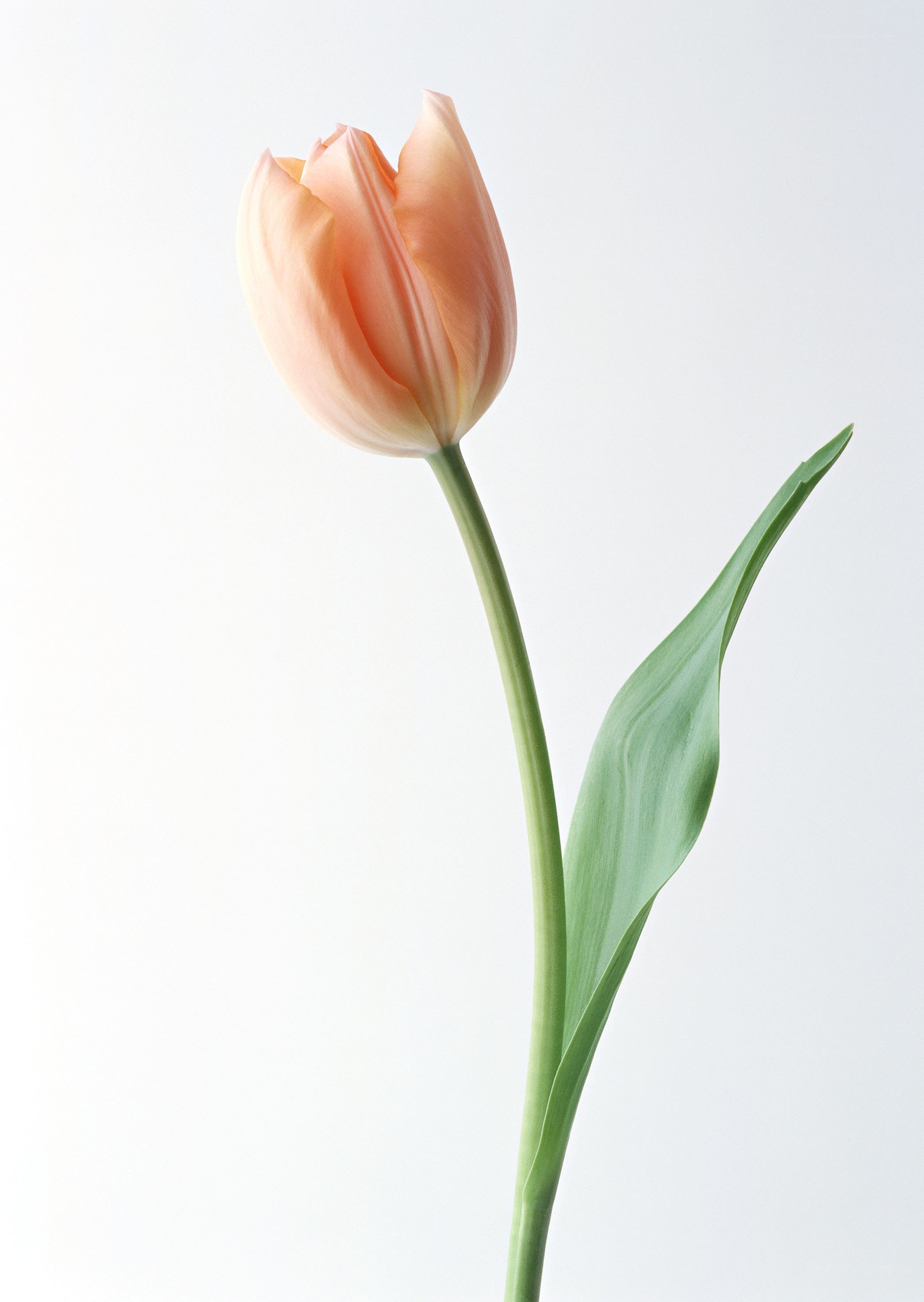 single peach tulip flower