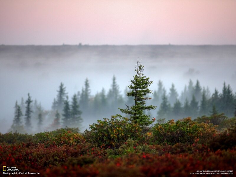 Single Pine Tree in Fog