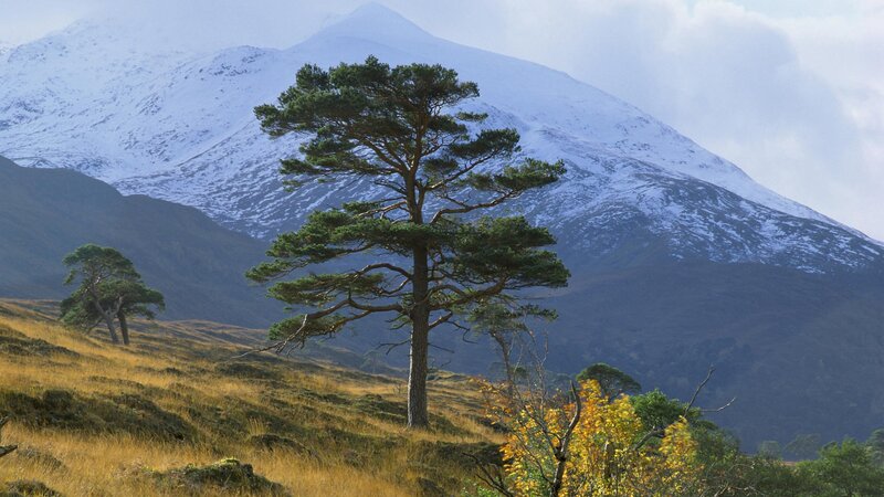 Single Pine Tree on Hill