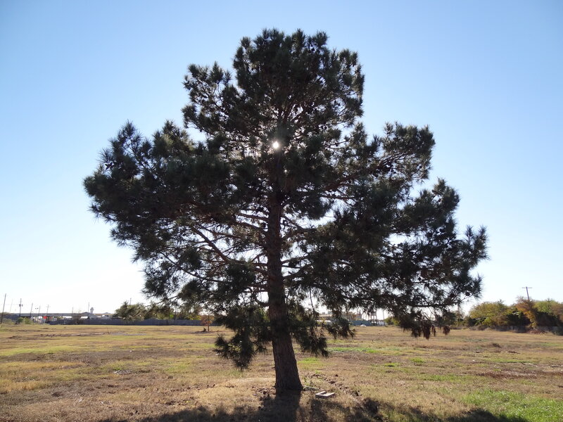 Single Pine Tree