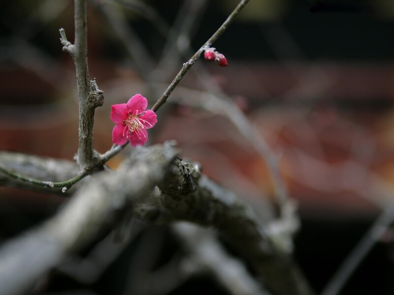 single pink blossom on a branch