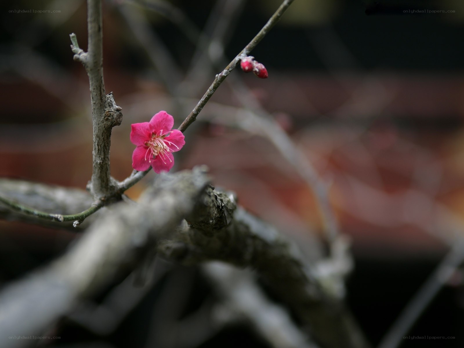 single pink blossom on a branch