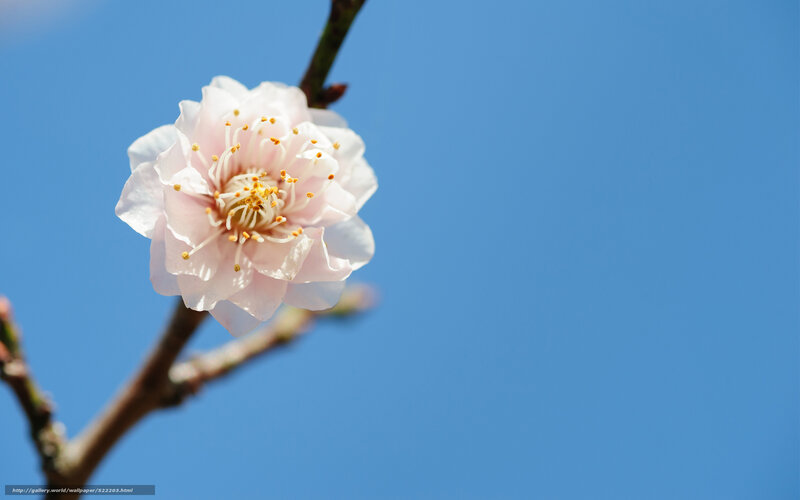 Single Pink Blossom