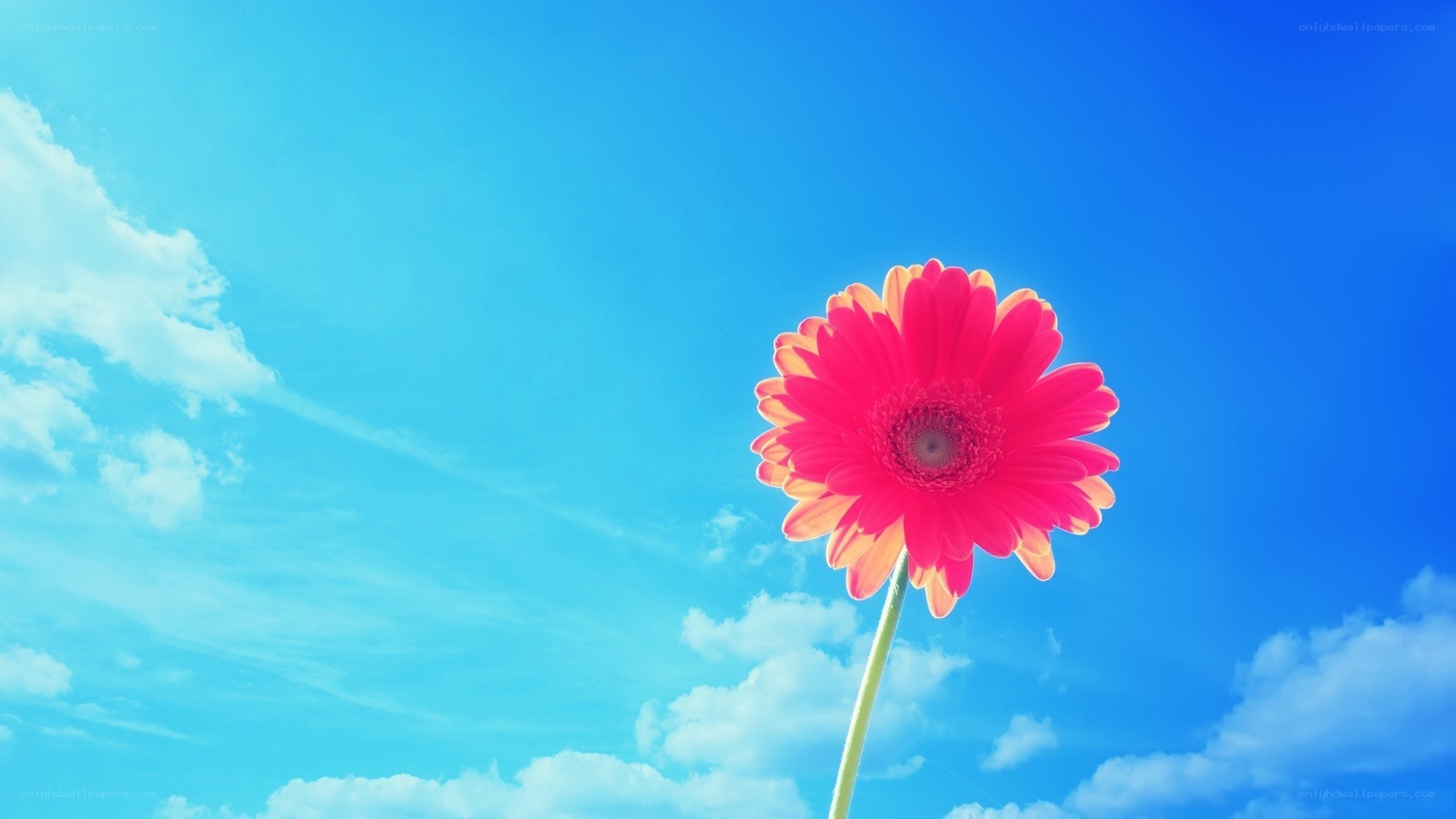 single pink flower against blue sky