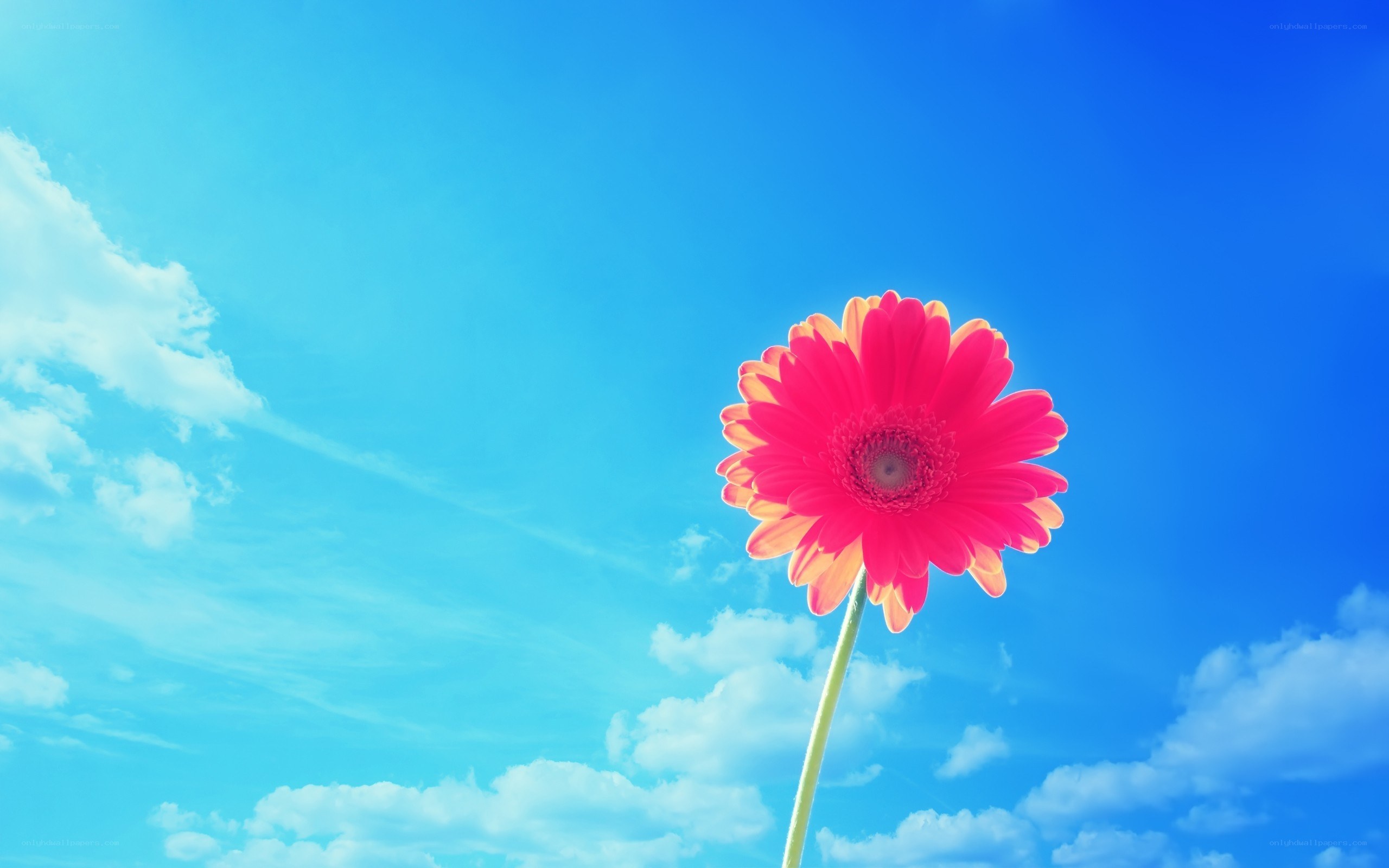 single pink flower against blue sky