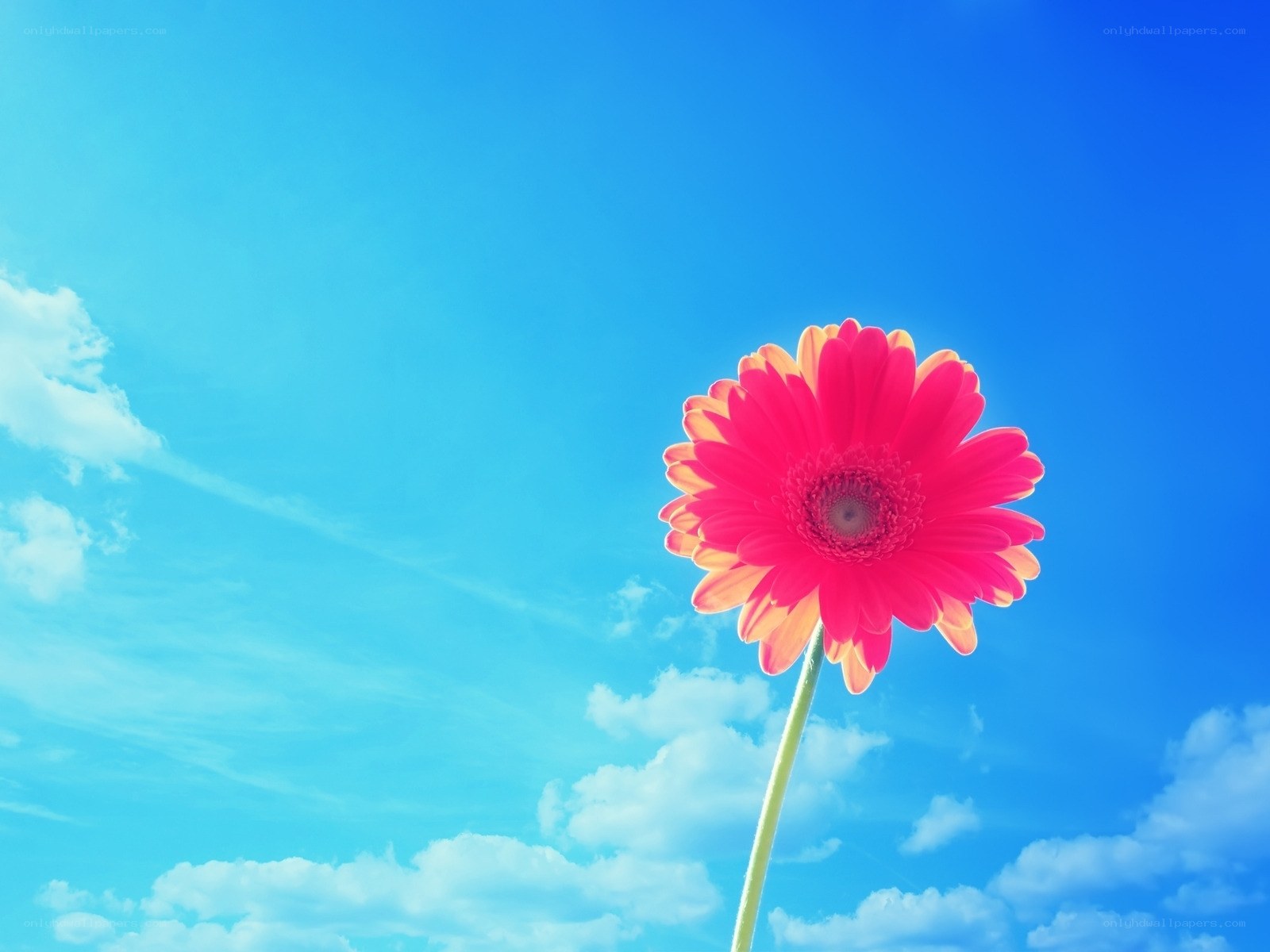 Single pink flower against blue sky