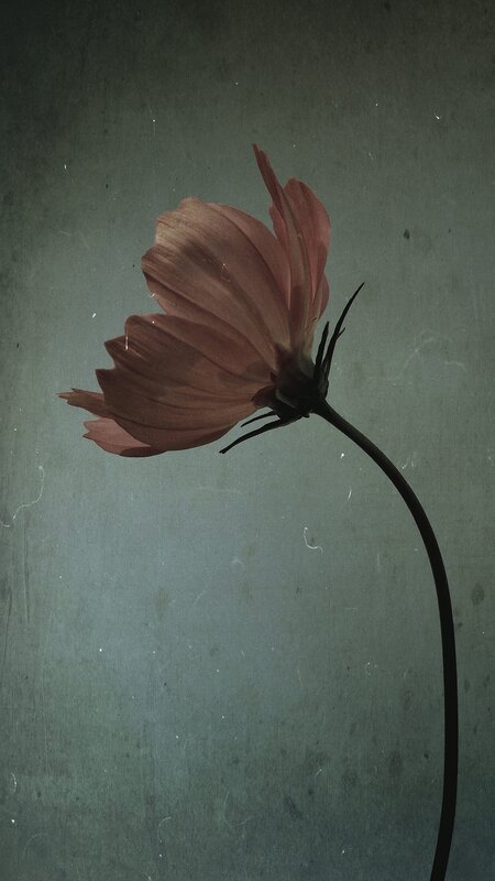 Single Pink Flower — Dramatic