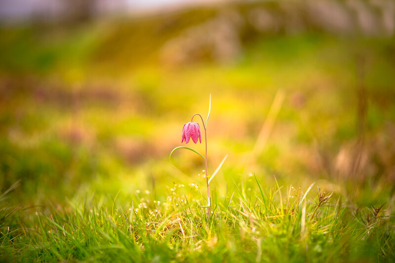 Single Pink Flower — Green