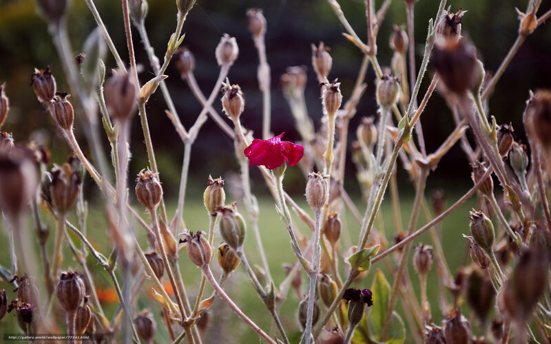 single pink flower in field