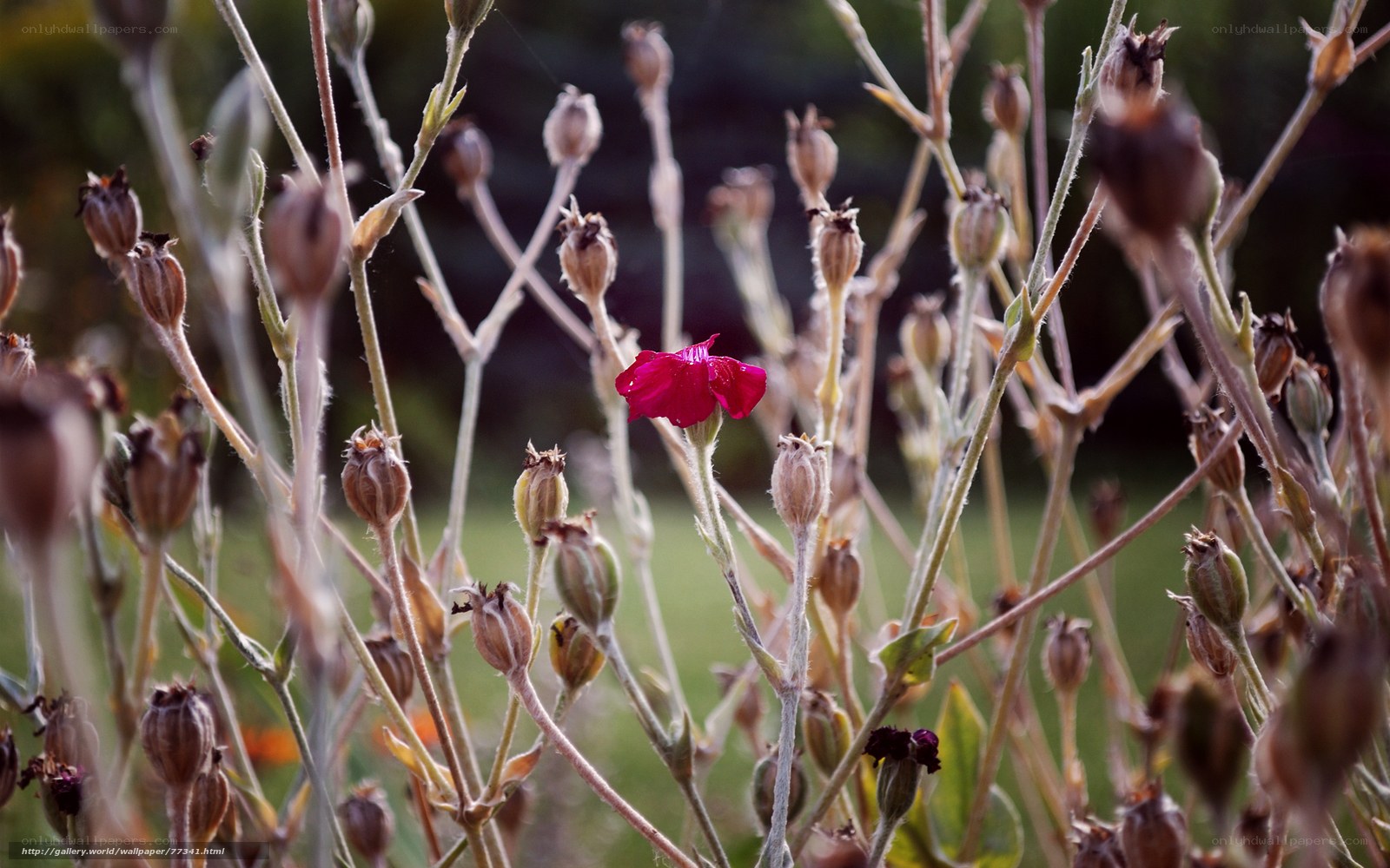single pink flower in field