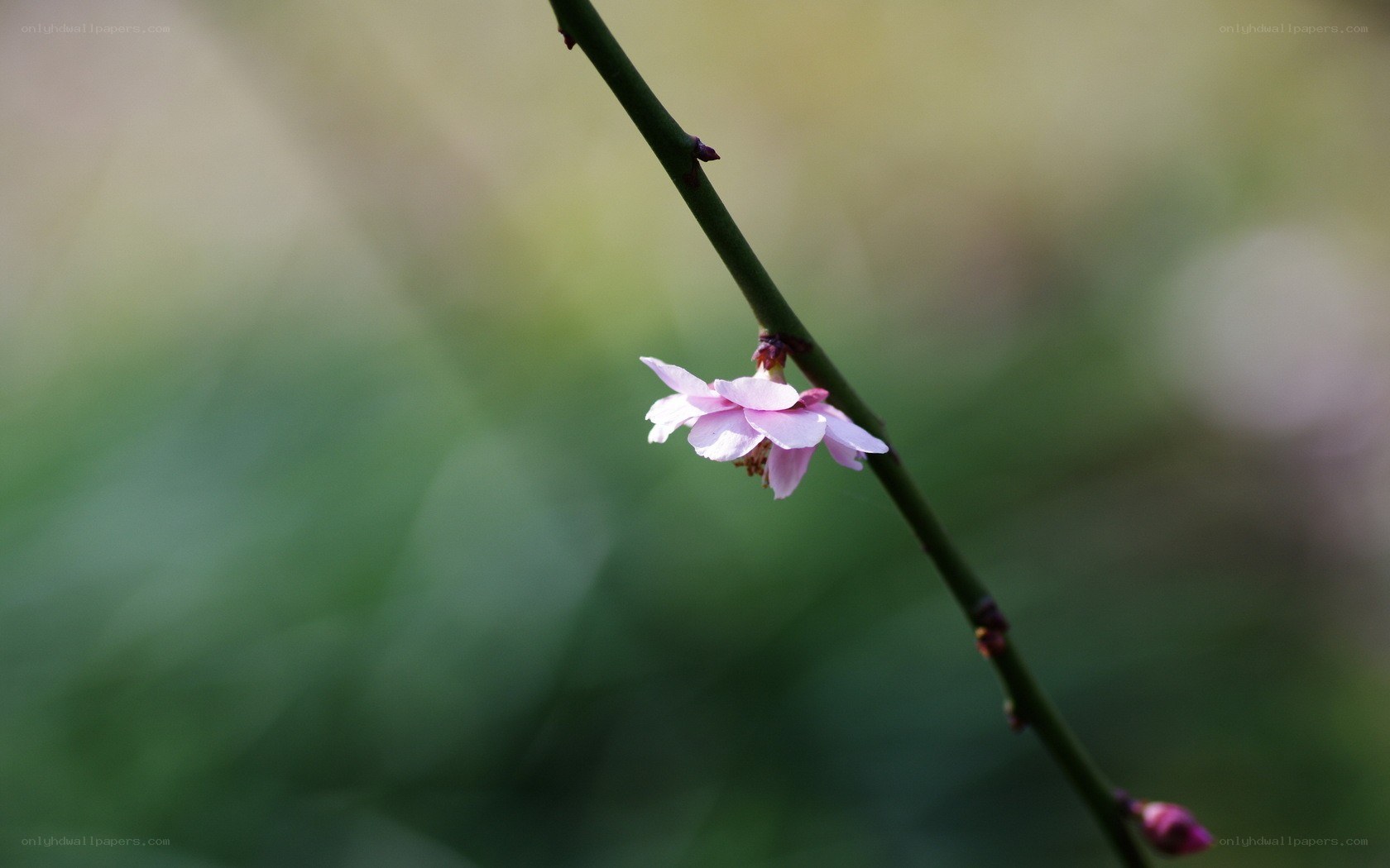 single pink flower on a branch