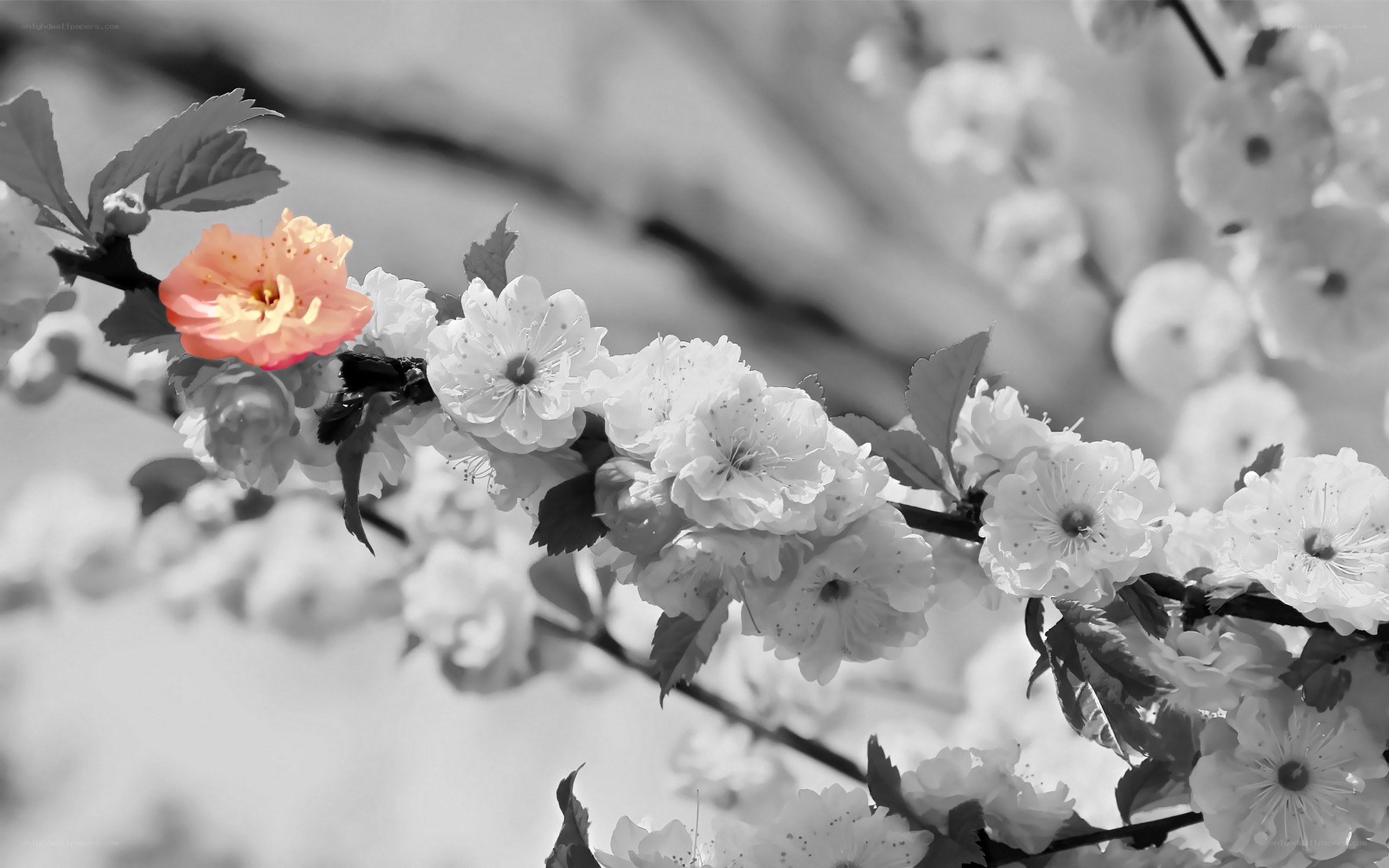 single pink flower on branch