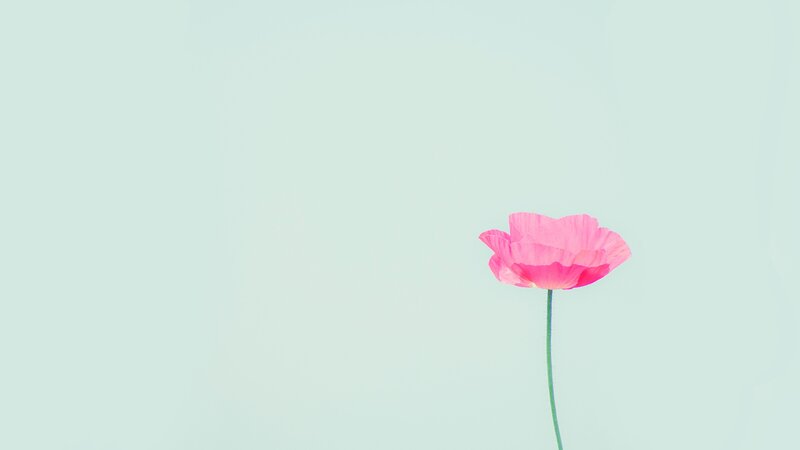 single pink flower on light background