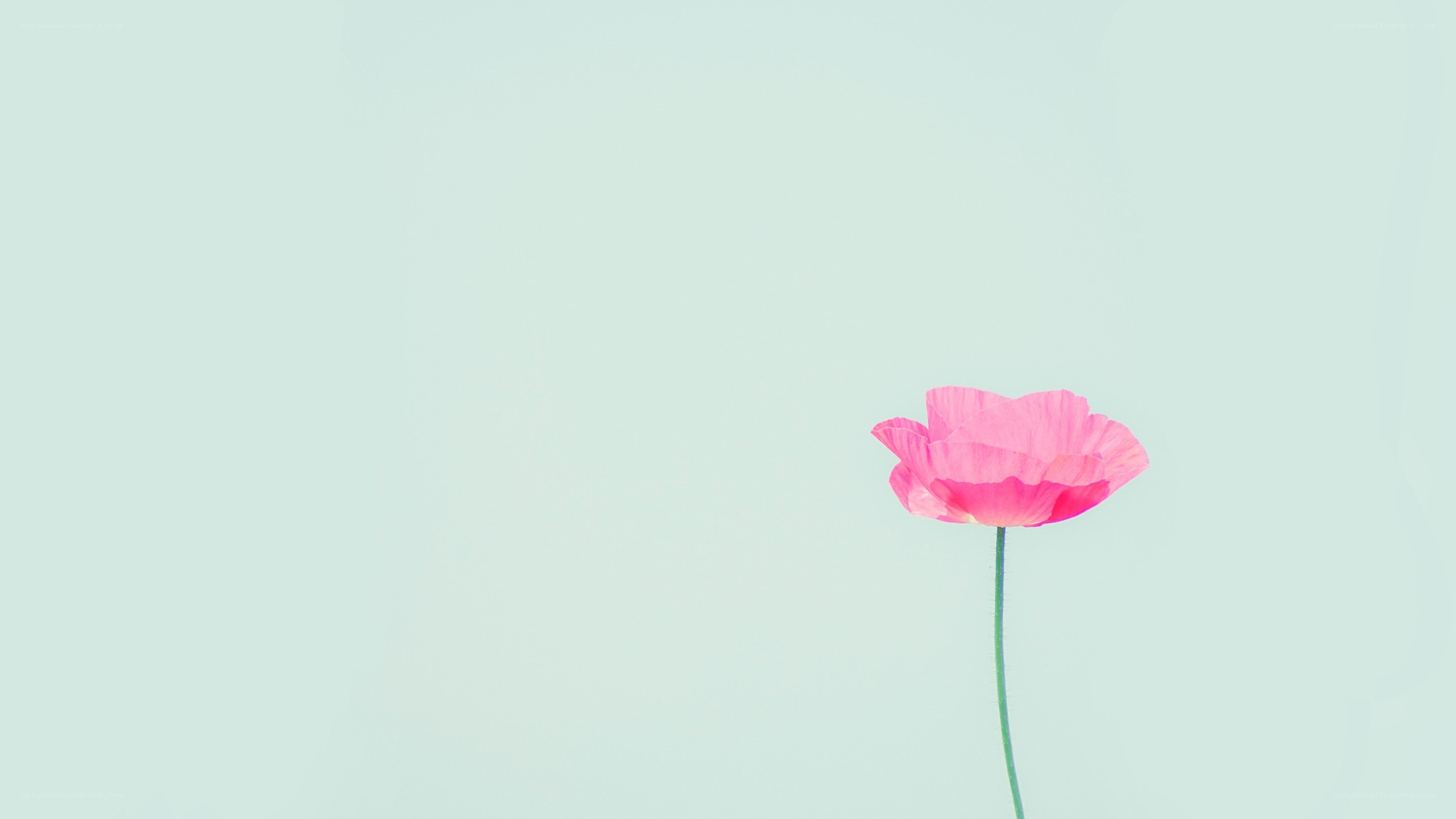 single pink flower on light background