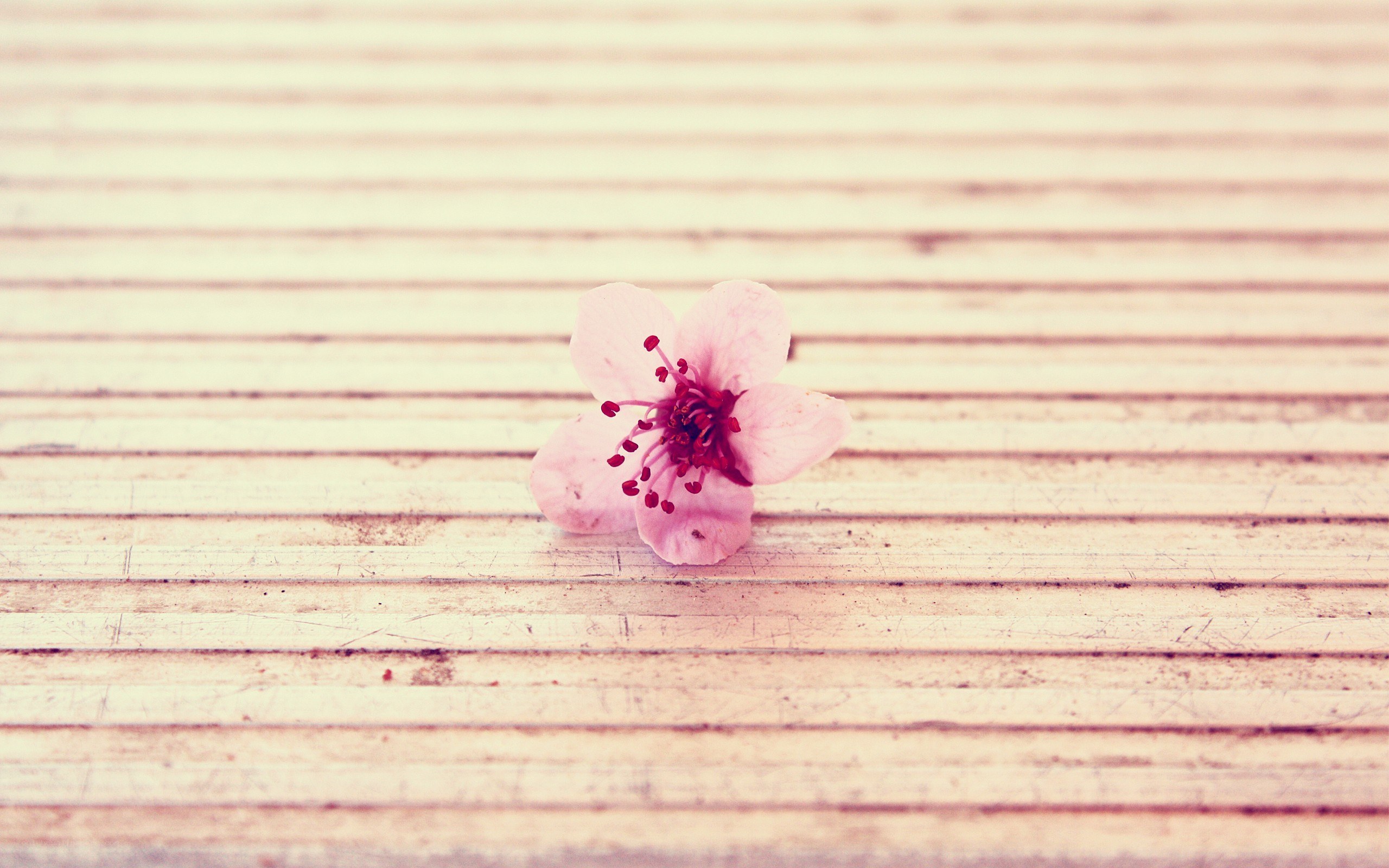 single pink flower on wood