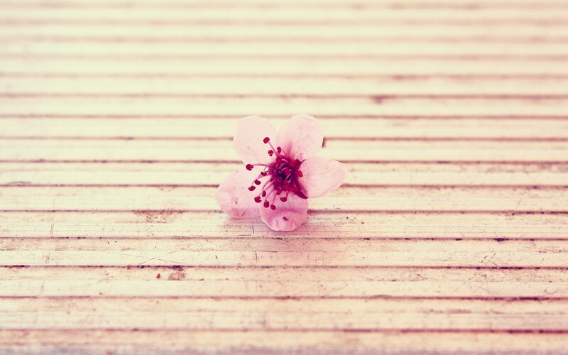 single pink flower on wood