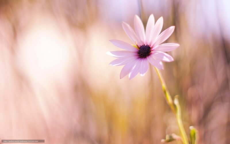 Single Pink Flower — Serene, Afternoon, Photograph