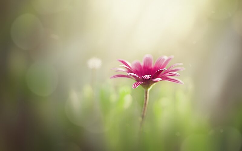 Single Pink Flower — Serene, Morning