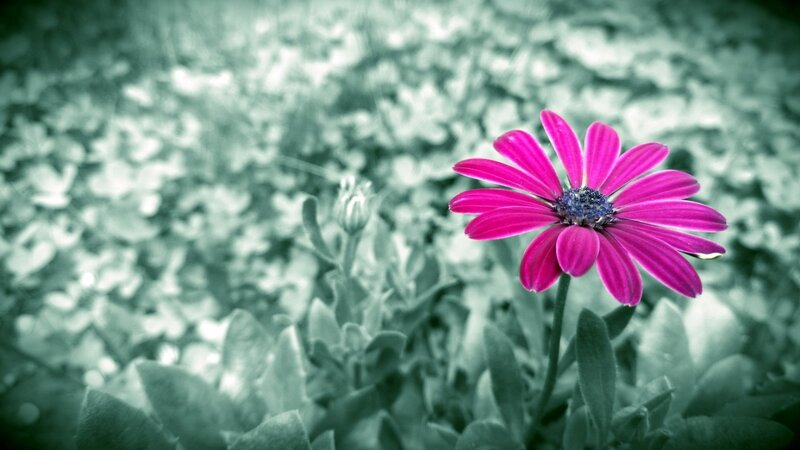 Single Pink Flower — Serene, Photograph