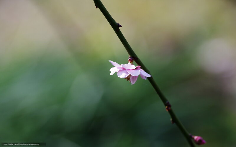 Single Pink Flower — Serene, Spring