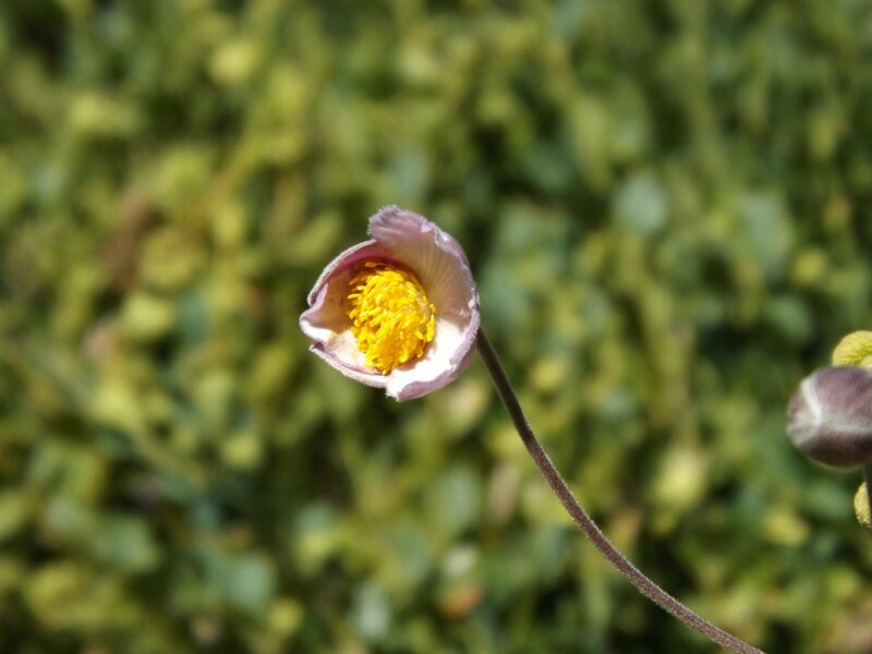 Single Pink Flower — Serene