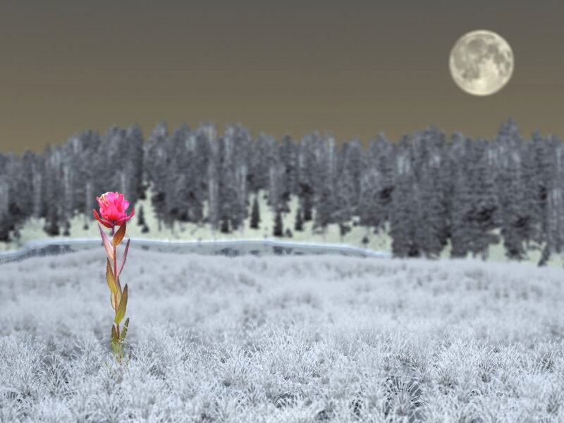 Single Pink Flower