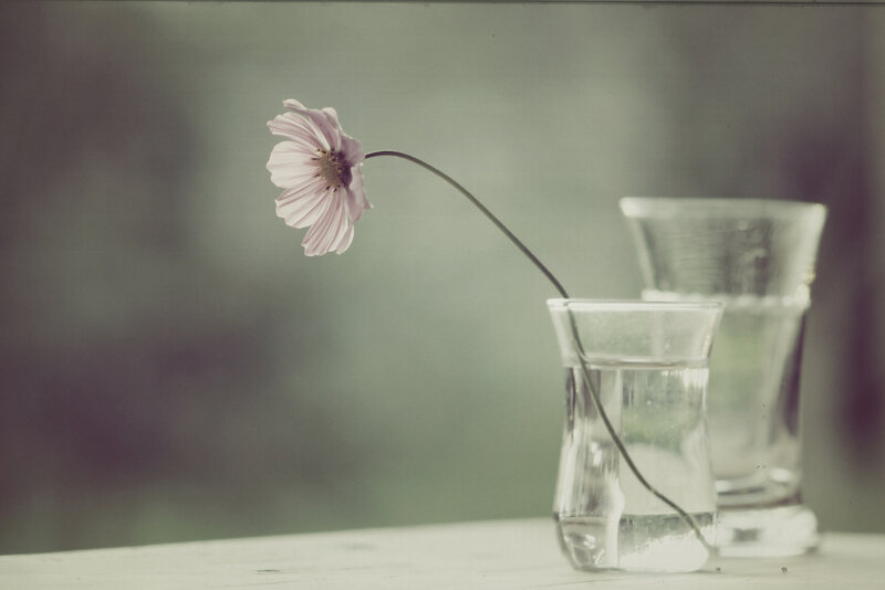 Single Pink Flower — White