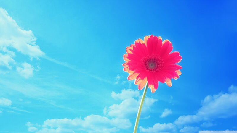 Single Pink Gerbera Flower