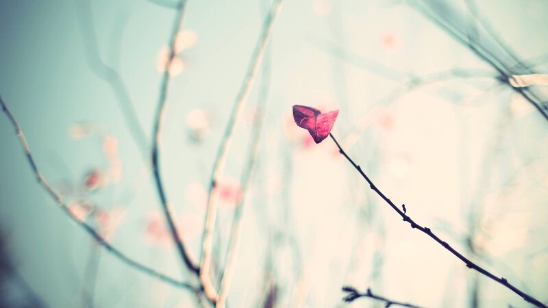 Single Pink Leaf on Branch